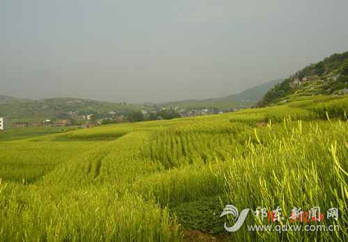 ػչʮ򡱻ũҵҵƪ