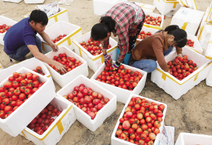 海南东方有机蔬菜走俏京沪