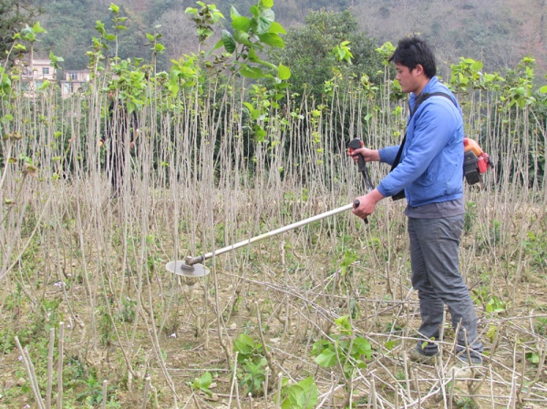 广西那坡县桑园机械化管理应用广泛