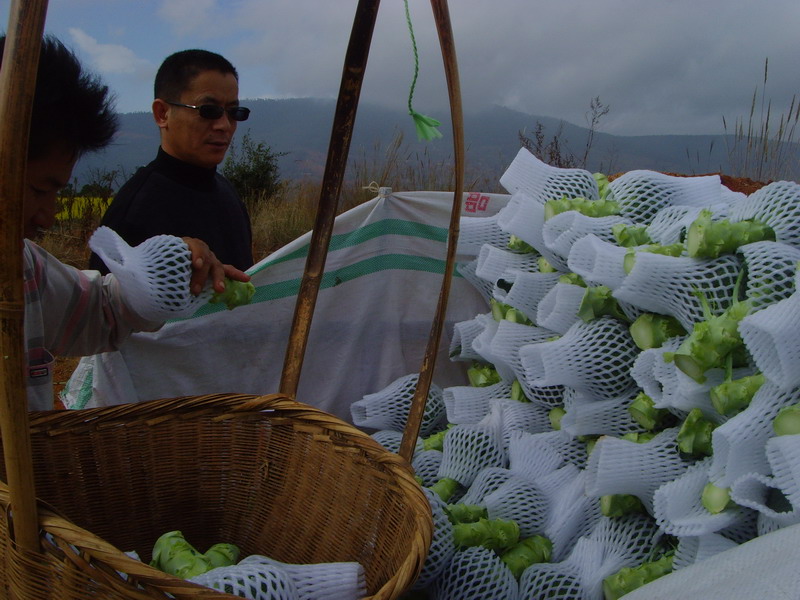 ƽعųǽֵ߲˴ٽ߲˲ҵչ