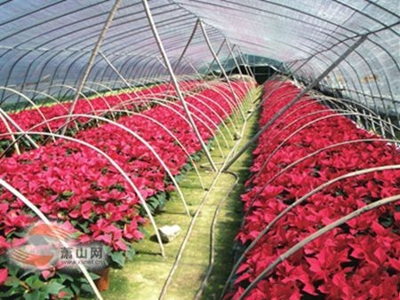 ��׼������׼�̻� �㽭��ɽ��ľ��ɽ����