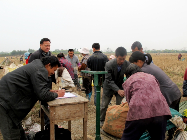 广西平南县新夏种植合作社800亩马蹄喜获丰收