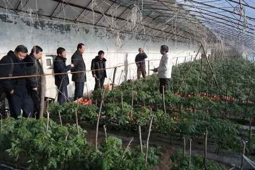 内蒙古鄂尔多斯市农牧业局副总农艺师蔺来调研乌审旗设施农业种植情况