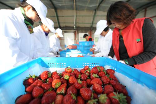 ɹŰ׶Уƽԭֲݮ ƼЧũҵ