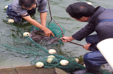 福建明溪:标准化养殖鲟鱼喜获丰收