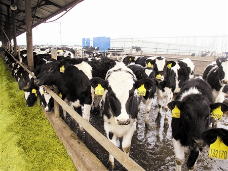 Ìì½òÊС°ÐǼ¶Å£³¡¡±´òÔì·ÅÐÄÄÌ ²úÄÌÁ¿Ô¼ÎªÆÕͨÄÌÅ£µÄÁ½±¶