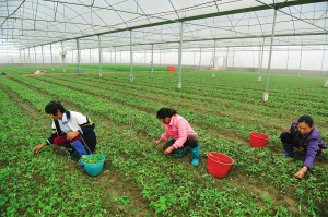 ҪȴɫũҵɺϾõġơ