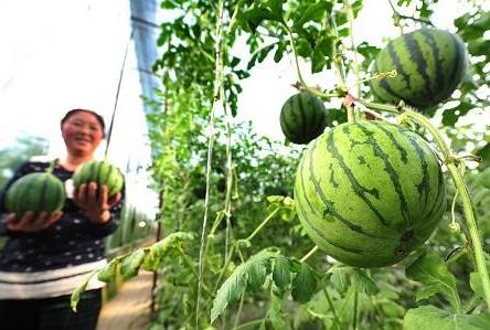 ĺϰƽִʩũҵʾ԰ڣũͶ㸲ǽչڲժġϡ