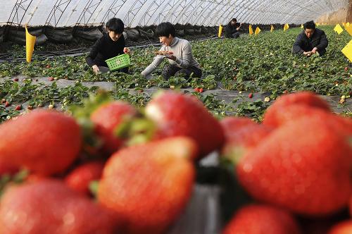 河北玉田县:转型升级瓜果香