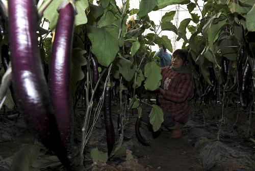 1月13日,在河北省玉田县农福缘生态园内,工作人员在采摘无公害茄子。