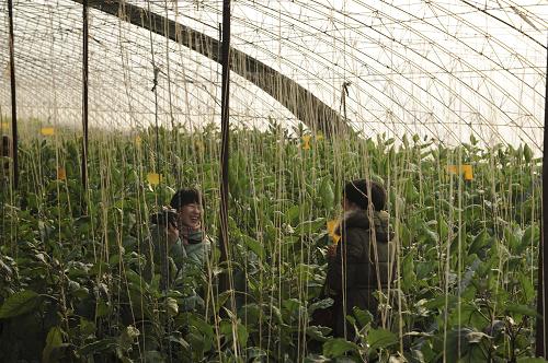 1月13日,游客在河北省玉田县农福缘生态园茄子大棚内合影留念。