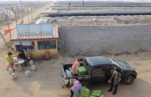 1月13日,在河北省玉田县农福缘生态园外,工作人员将产品装车发往各大市场。