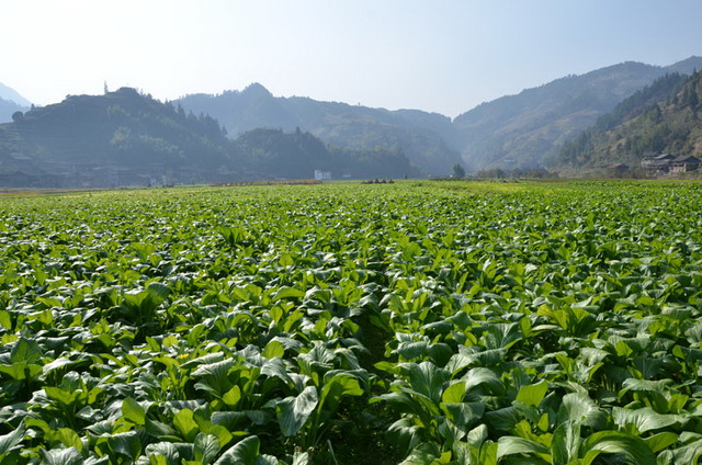 ������ʤ������������Ķ�޹����߲˻��س�Ϊũ���¸�������