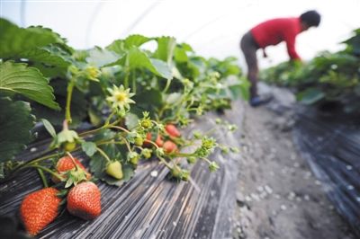 �����������ͷ�����ݮ��