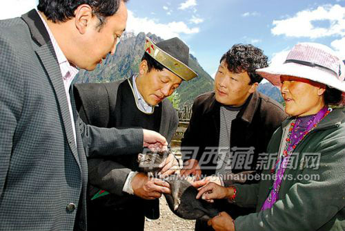 ͼΪũּԱڸֳͼԤʶ