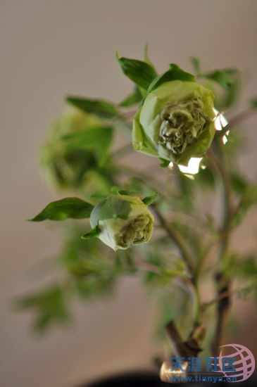 绿牡丹,虽其貌不扬,却是牡丹花中的万中之贵