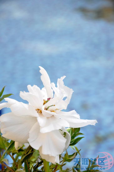 中国传统文化中,牡丹寓意雍容华贵,端庄富丽