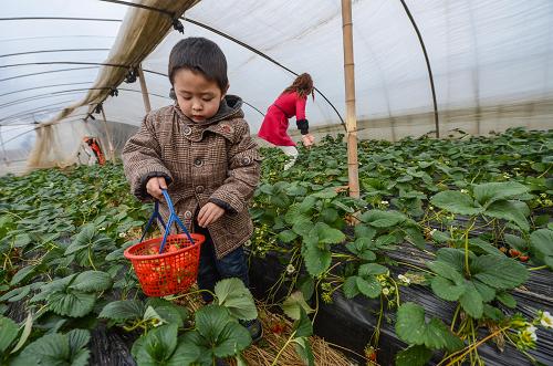 1��18�գ����㽭ʡ�����ػ�Ϫ�ֵ��������С�ο�Ҧ�����ڲ�ժ��ݮ��