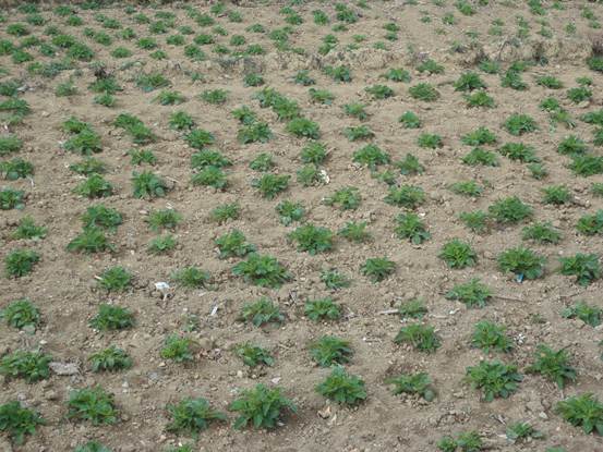 云南红河县车古乡200亩马铃薯长势良好