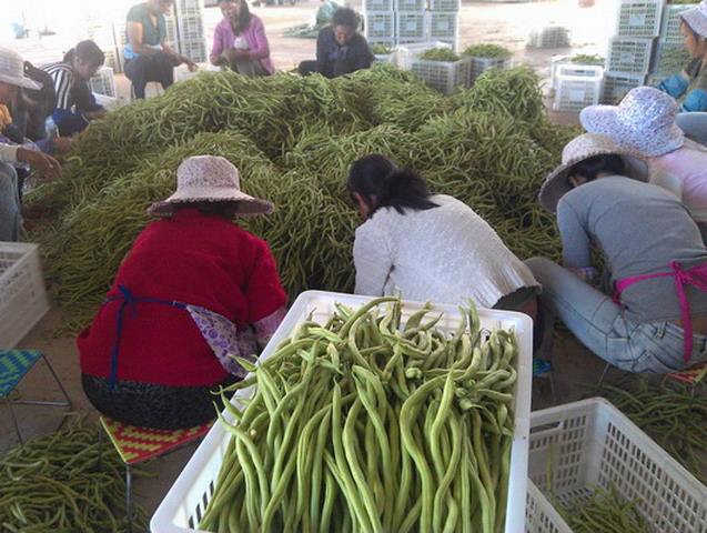 云南景谷县勐班乡无筋豆收获