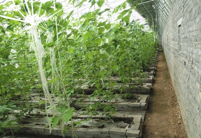 河南固始:做大做活“农”字文章2