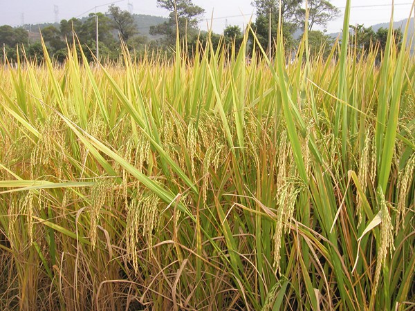 ������ɽ����ǿ������ɫũҵ