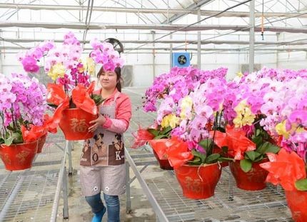 江苏镇江市高档花卉走亲民路线