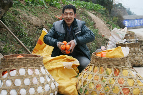 庙宇镇客户在大溪买到8角钱1斤的红桔,高兴地笑了