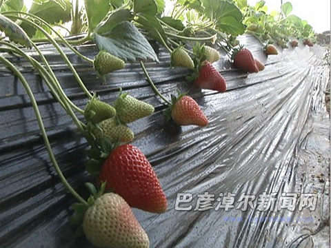 ���ɹŰ����׶��У�ɹɹ�����Բ���ϡ����