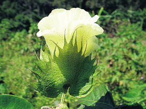 �����ԭ���ϡ��������޵Ļ��䡣