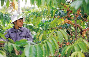 �����Ǻ��ϵ����������ͼΪ��������������ׯ԰���ժ�л����ȹ���