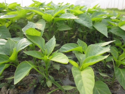 �������Ǹ��������������չ������ҵ