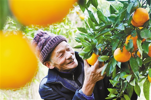 重庆:晚熟柑橘走俏市场