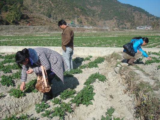云南南涧县公郎基地马铃薯恢复生长