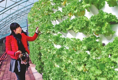 ���ϱ����أ�ǽ���������������߲ˡ�