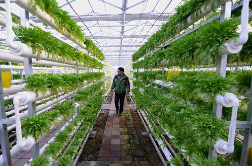 1月23日,游客在佳圣现代农业科技示范园立体栽培农业区参观。