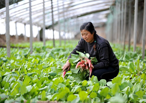 ���ɹţ��ߺ����������߲˱��Ͻ��չ�Ӧ