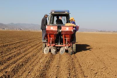云南昭通昭阳区万州种植合作社高标准实施冬(早)马铃薯示范样板