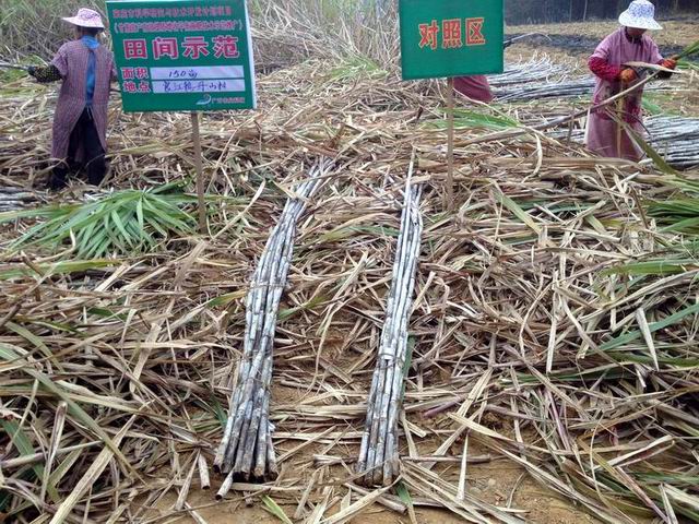 ���������и���߲���Ч��������ʾ��ϲ���³ɹ�