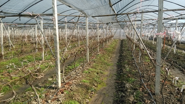 广西桂林市推广葡萄促成栽培 促进果农增收