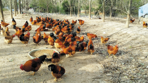 1000��ֻ�����˼����� ����϶�����ֳ����