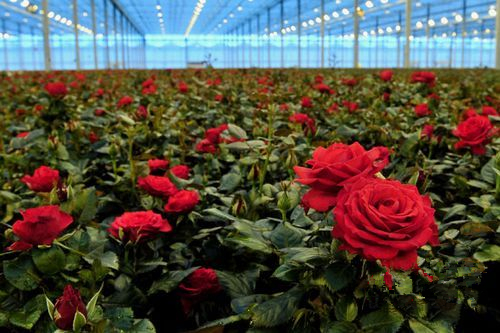 黑龙江大庆市福兴乡:温室玫瑰艳丽绽放