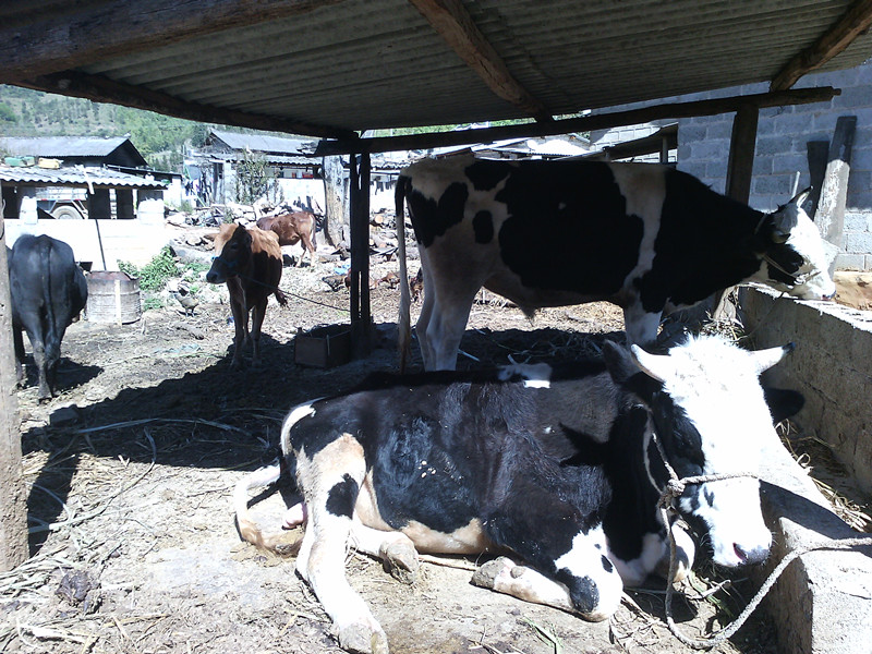 云南耿马县孟定镇积极发展养牛业 探索农村致富新路子