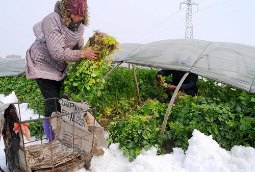 2��10�գ�����������Ϳ�����ũ����ժ�߲�