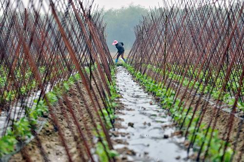 海南澄迈阴雨天气加强冬菜管理