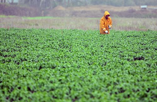 2月11日,海南省澄迈县瑞溪镇北桥村的种植户在辣椒地里打桩,准备搭建防风网