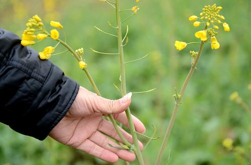 江西:恶劣天气致南昌68.81万亩农作物受灾