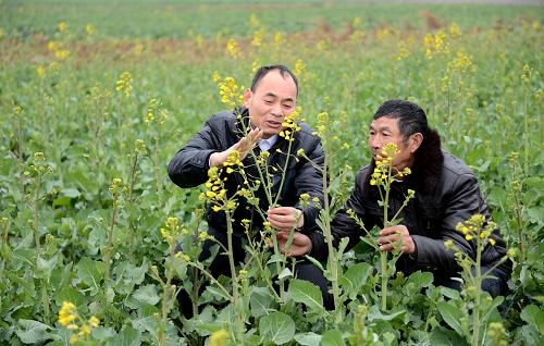 2月13日,南昌市进贤县罗溪镇农技站站长周捷在给莲塘村62岁的农民支文华(右)指导油菜防寒防冻措施