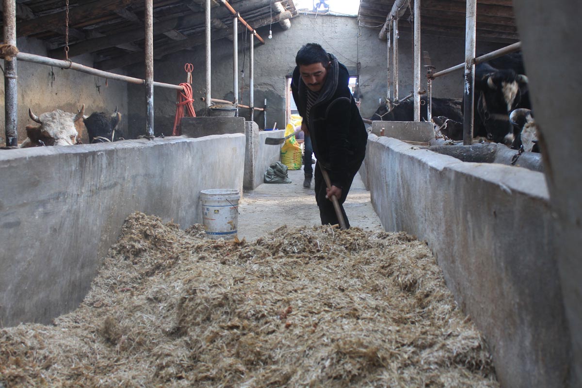 新疆兵团四师七十八团养殖大户居来提的新年愿望