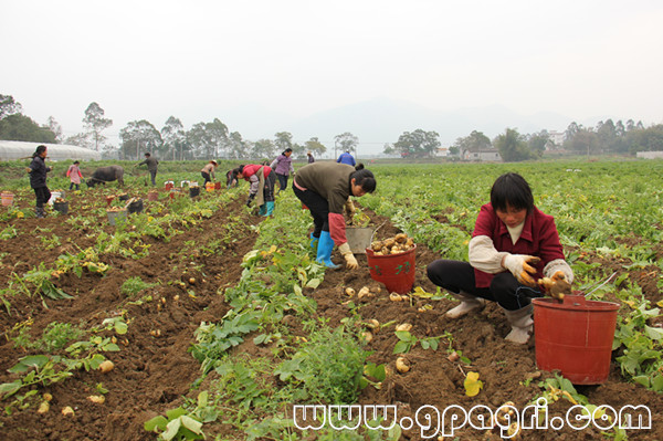 ������ƽ���������������